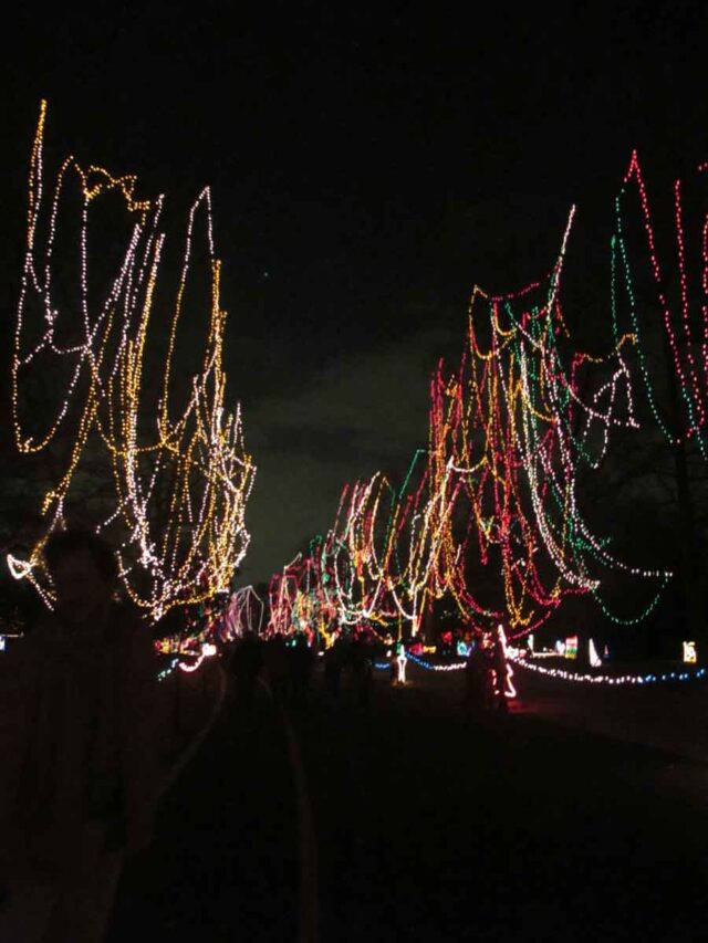 cropped-christmas-lights-st.-louis.jpg
